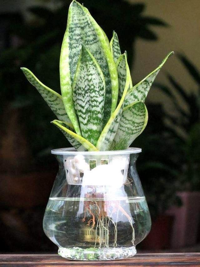 4种生活中常见的绿植,折个枝条插水里,1个月根就能长满瓶!