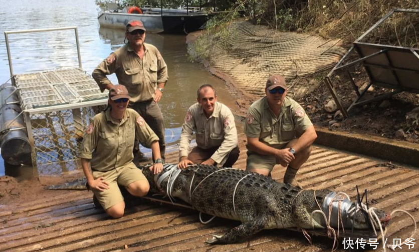 澳洲鳄鱼泛滥咬死百头牛,猎人捕巨鳄只留头和皮"肉全扔了"