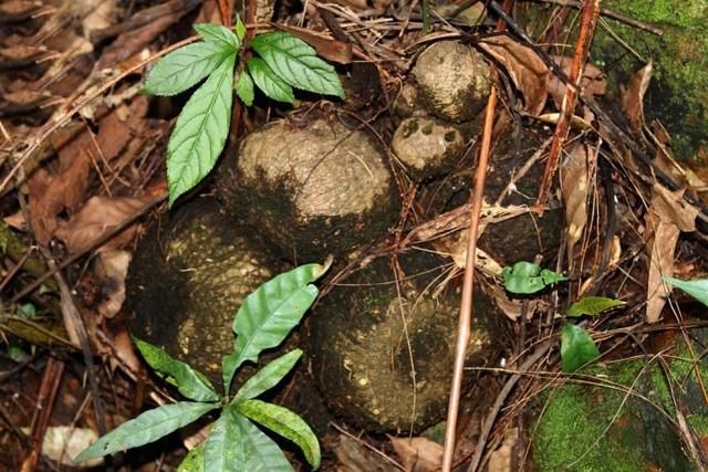 山里一奇特野草,农民称它"地雷",一个就要40元!