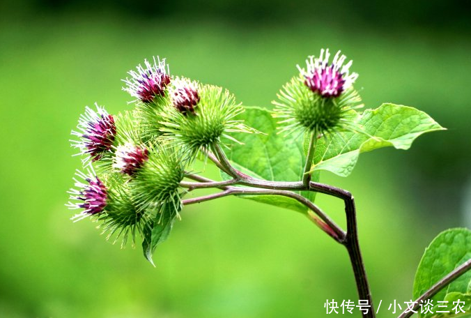 农村不起眼野菜,食疗功效高,治疗失眠,降三高抗癌,你吃了吗!