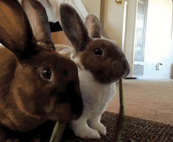 看了笑到眼皮抽筋的十七张图-toid