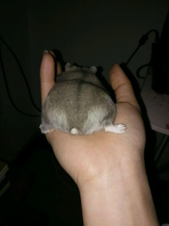 我想它绝对可以当仓鼠王了