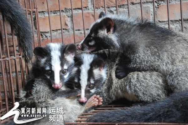 夏县:果子狸(又称猫獾)"主任"--卫永恩