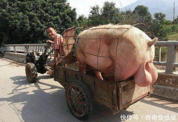 农村小伙养出了一头"牛猪",看到它的真实面孔就笑了!