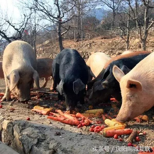 专家:今年养猪想要多赚钱,还得靠农村养猪人!