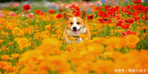 爆笑gif:主人适可而止,不然我要疯了