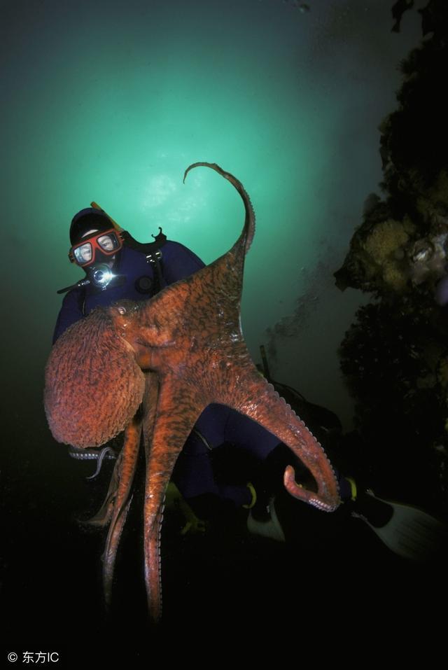 深水王者-北太平洋巨型章鱼!
