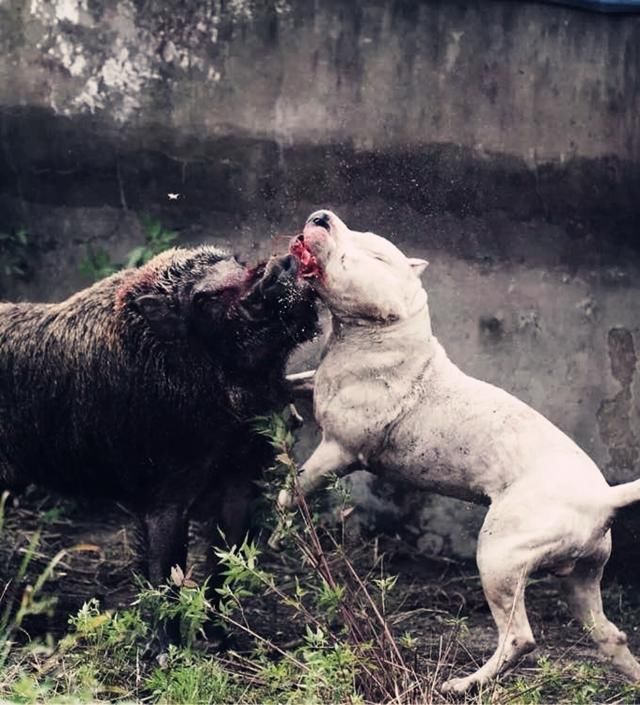 最勇猛猎犬的体现,阿根廷杜高犬