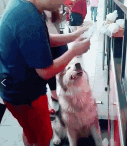 阿拉斯加:快,继续……不要停…… 虽然看上去很有爱,但各位铲屎官不