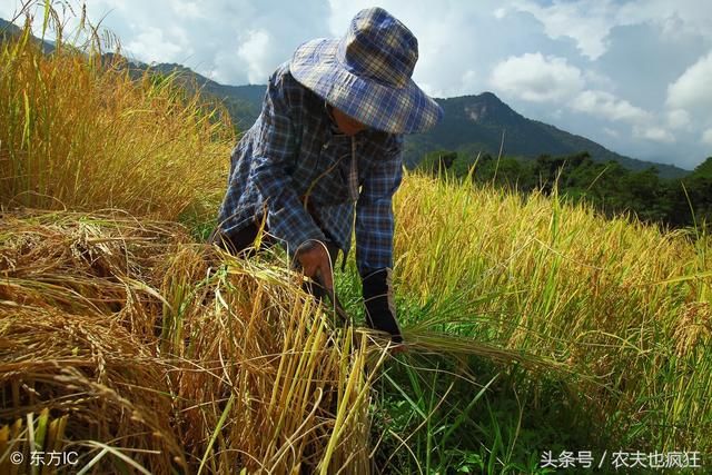 老话说"一年学成买卖人,十年学不成庄稼汉",可见种庄稼也并非易事.