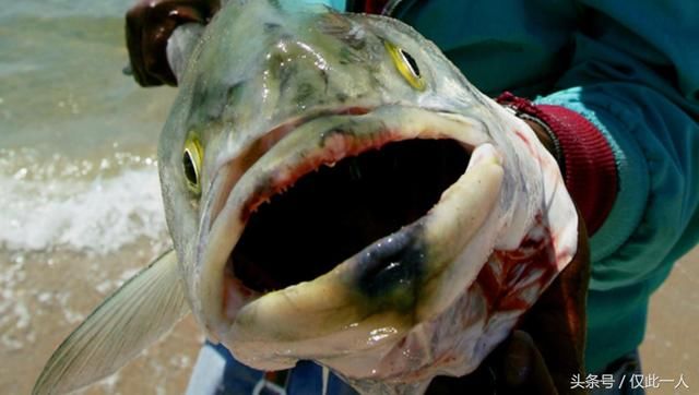 日本福岛核泄漏后,海洋生物变异,这些食物别再吃了