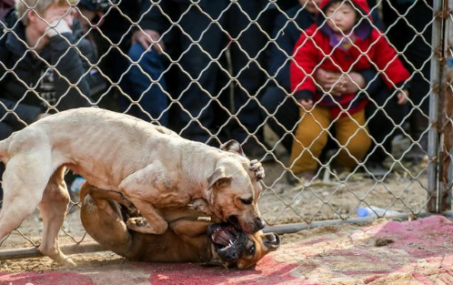 比特犬大战鬣狗是这样的结局?