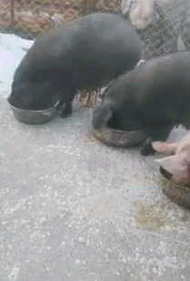 搞笑gif:这金毛自己有多胖心里没点b数吗?哈哈只能这样出来了