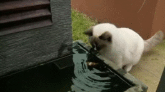 猫咪捞鱼不成转身离开,喵:我还会回来的!