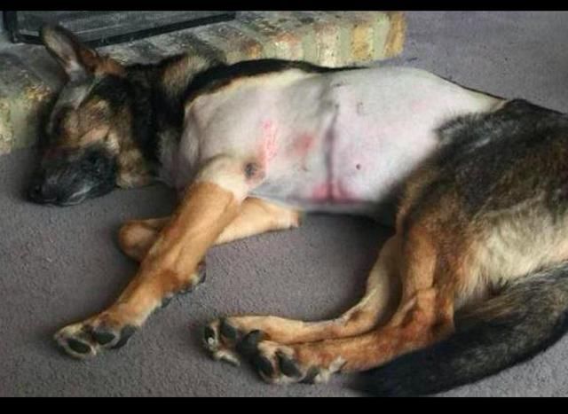 警犬退役后仍英勇,被刀刺伤缝20多针,还死死咬住歹徒不松口!