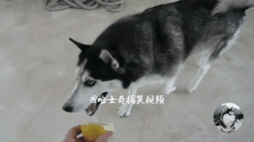 主人总是骗二哈吃柠檬,网友:估计家里的沙发是保不住了