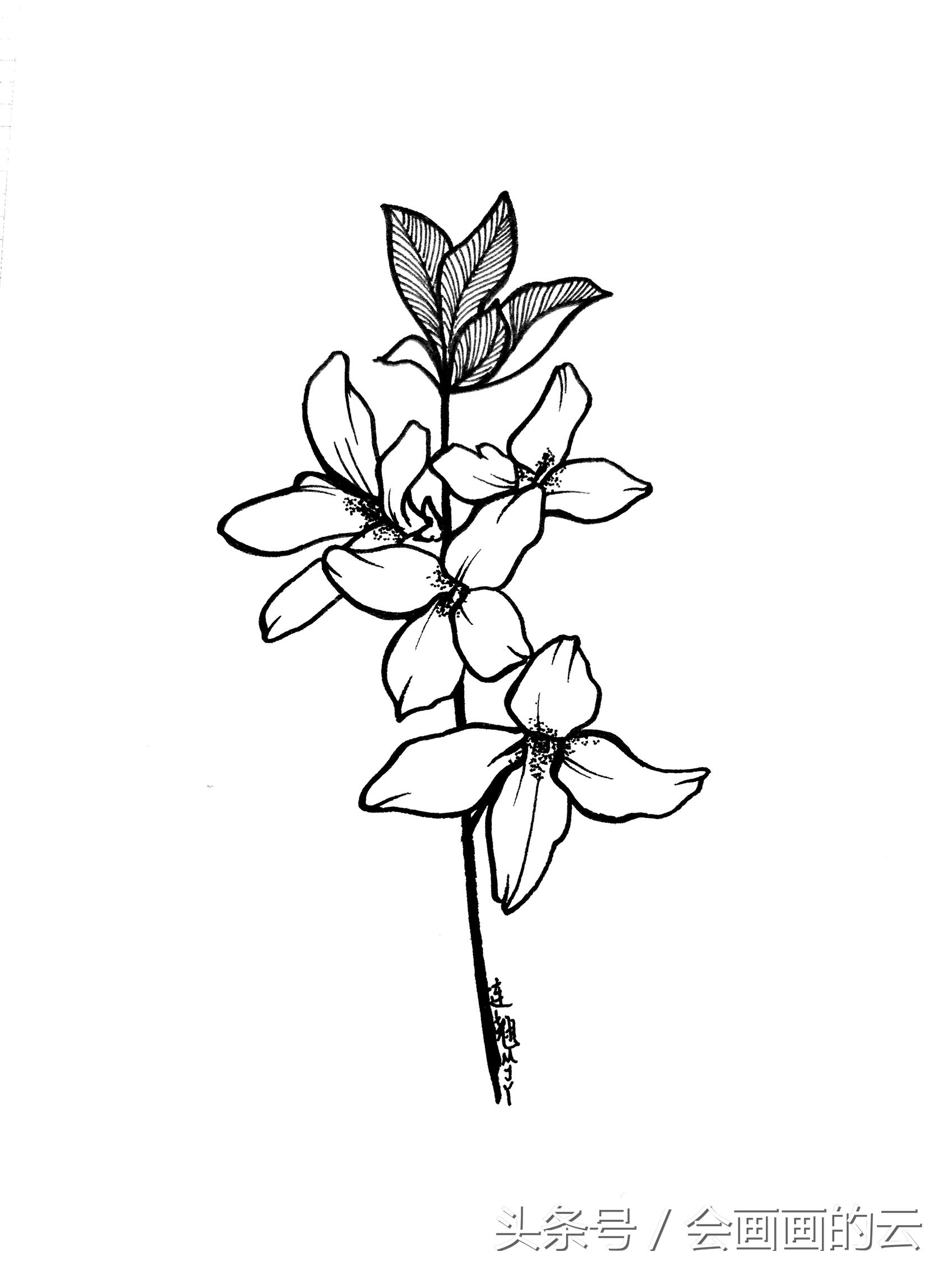 简笔画入门植物线描手绘图,一起画起来吧!