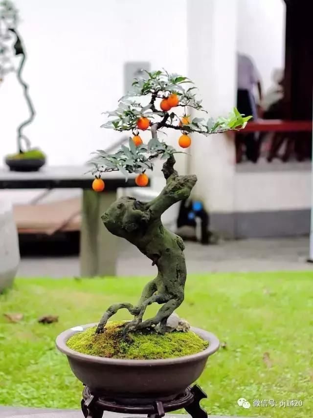 很多人都喜欢金弹子盆景,因为它的吉祥寓意和奇特优美