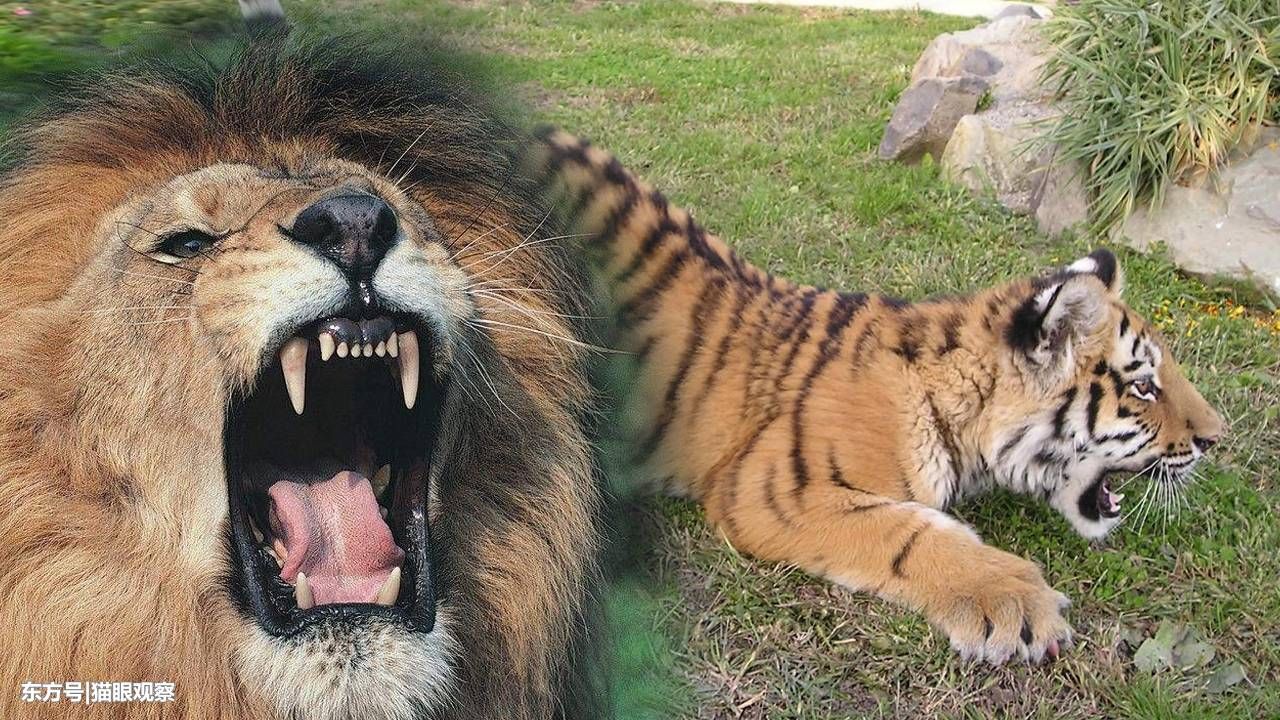 网上总有人说东北虎单挑不过雄狮?事实上真的是这样吗