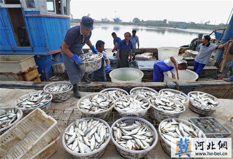 9月2日,在河北省黄骅市南排河中心渔港码头,渔民将收获的海产品搬运
