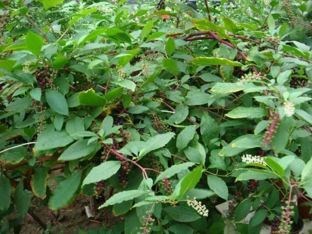它俗称"土高丽参或土人参",能治病,又是一种上好的野菜