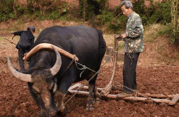 牛在被杀之前, 为什么会流泪甚至下跪? 农村老人说出了真相!