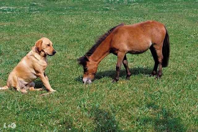 加以训练马犬会是最好的护卫犬 拉布拉多 马犬属于大型凶猛犬种,可以