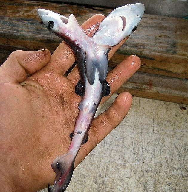 海边渔民捕获小鲨鱼,专家看了很担心,难道恐怖片会变成现实?