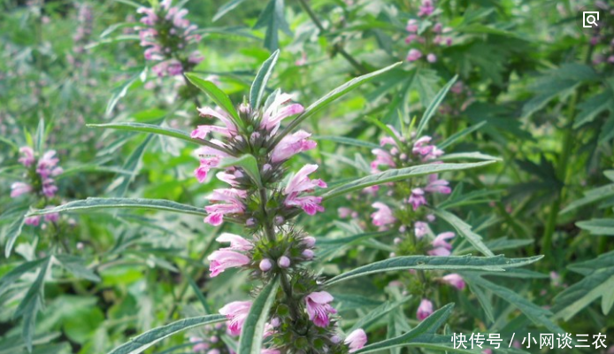 农村这些野菜补肾壮阳,美容养颜,个个都是宝,聪明男女最爱!
