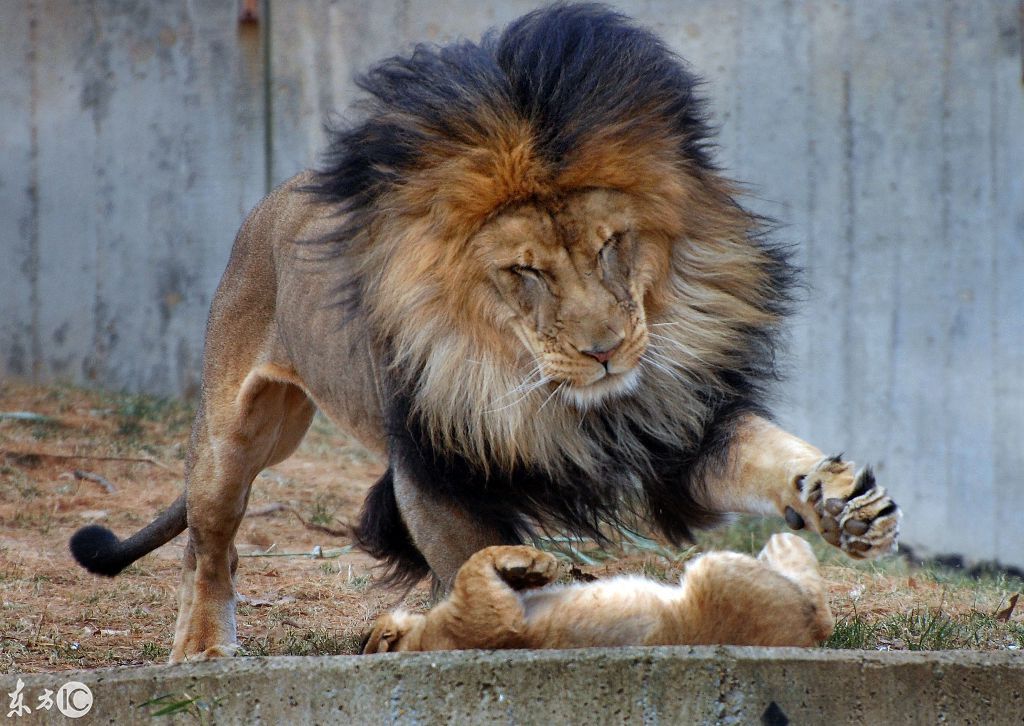 狮王想教训小狮子,被母狮子吼了一把,尴尬了狮王!