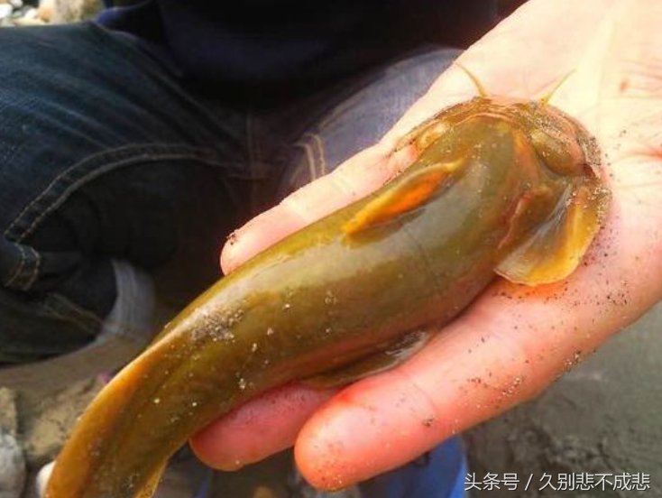 农村小时候河里经常抓的6种鱼,第3种最美味!