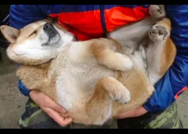 田园犬困的不行了,还赖在主人怀里,最后睡着的表情好满足!