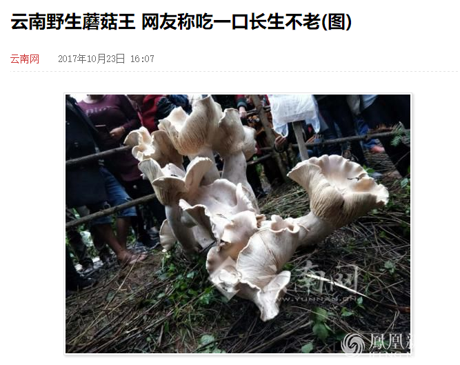 云南"蘑菇王"引数万人投币祈福 现被制成标本