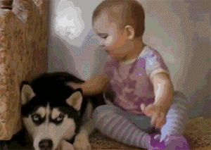 二哈被小女孩蹂躏得抓狂,仅半小时就缴械投降,主人哭笑不得!