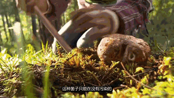 野生蘑菇吃不得,每年都有人中毒!不要采摘,更不要吃!
