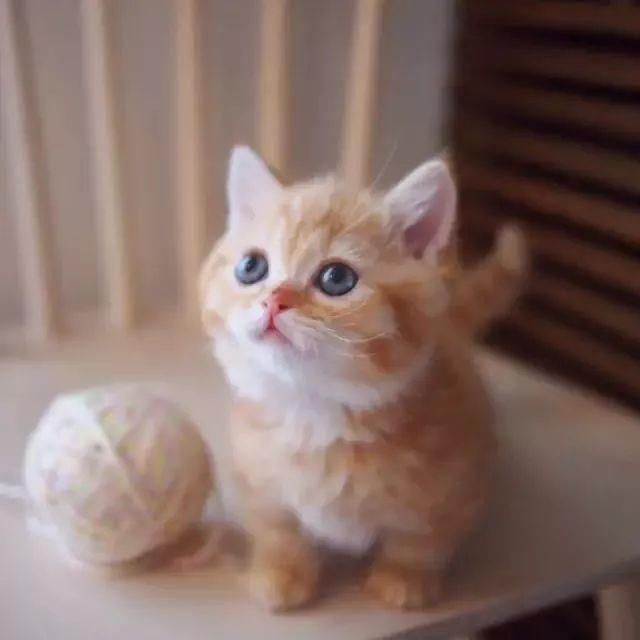 日本一小姐姐养了一对小橘猫,把网友萌到老泪纵横:猫会有的,猫粮也会