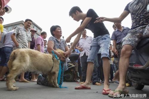 玉林狗肉节是一场"战争",日本爱狗人士:我的心快要崩溃了