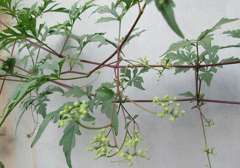 乌头叶蛇葡萄,终于找到这种野生葡萄的大名了