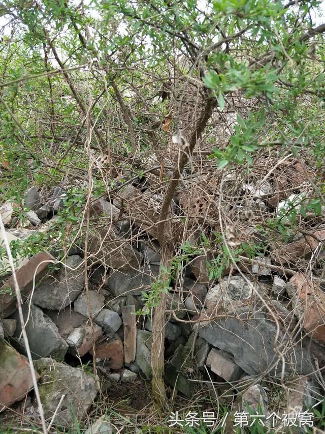 这种高高的野生枸杞树,可以做盆景嘛?