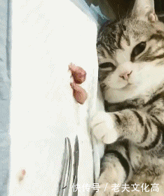 搞笑gif:没想到你是这样的二师兄!