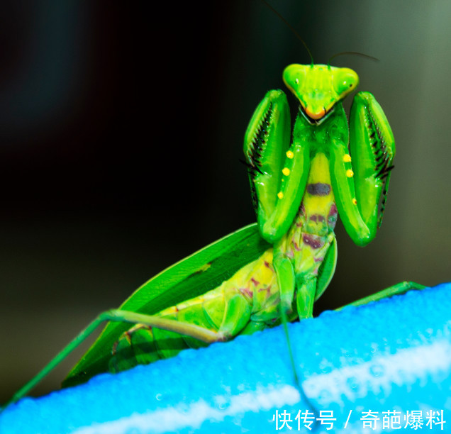 为什么螳螂能把凶残的毒蛇杀死?看完真是大开眼界