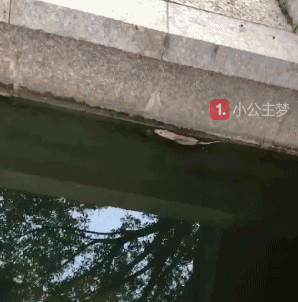 搞笑gif图:妹子纵身一跃,完美的动作真的惊到我了