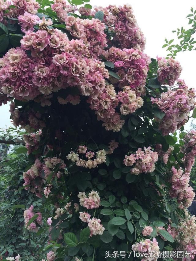 爬藤月季苹果花,粉粉嫩嫩人人夸