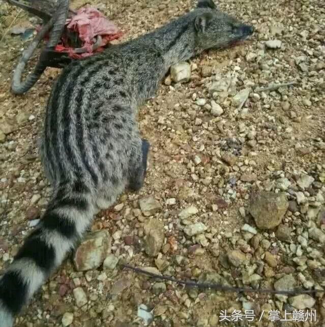 黄鼠狼