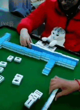 猫咪陪主人打麻将,它还帮主人看牌,猫:出这张