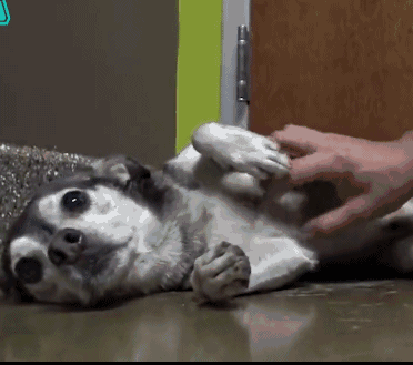 流浪2年的狗狗在被救助后埋头哭泣,它还是喜欢人类