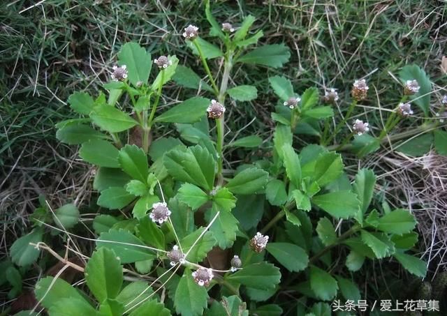 农村一种野草,花似夏枯草,是穷苦人的治病良药,人称"过江藤"