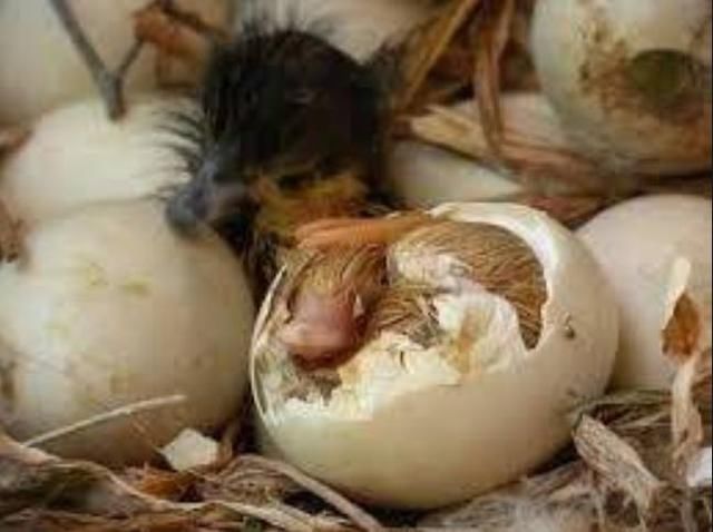 鸭嘴兽是哺乳喂养没错,可却是卵生动物,也就是说它们是下蛋的动物.