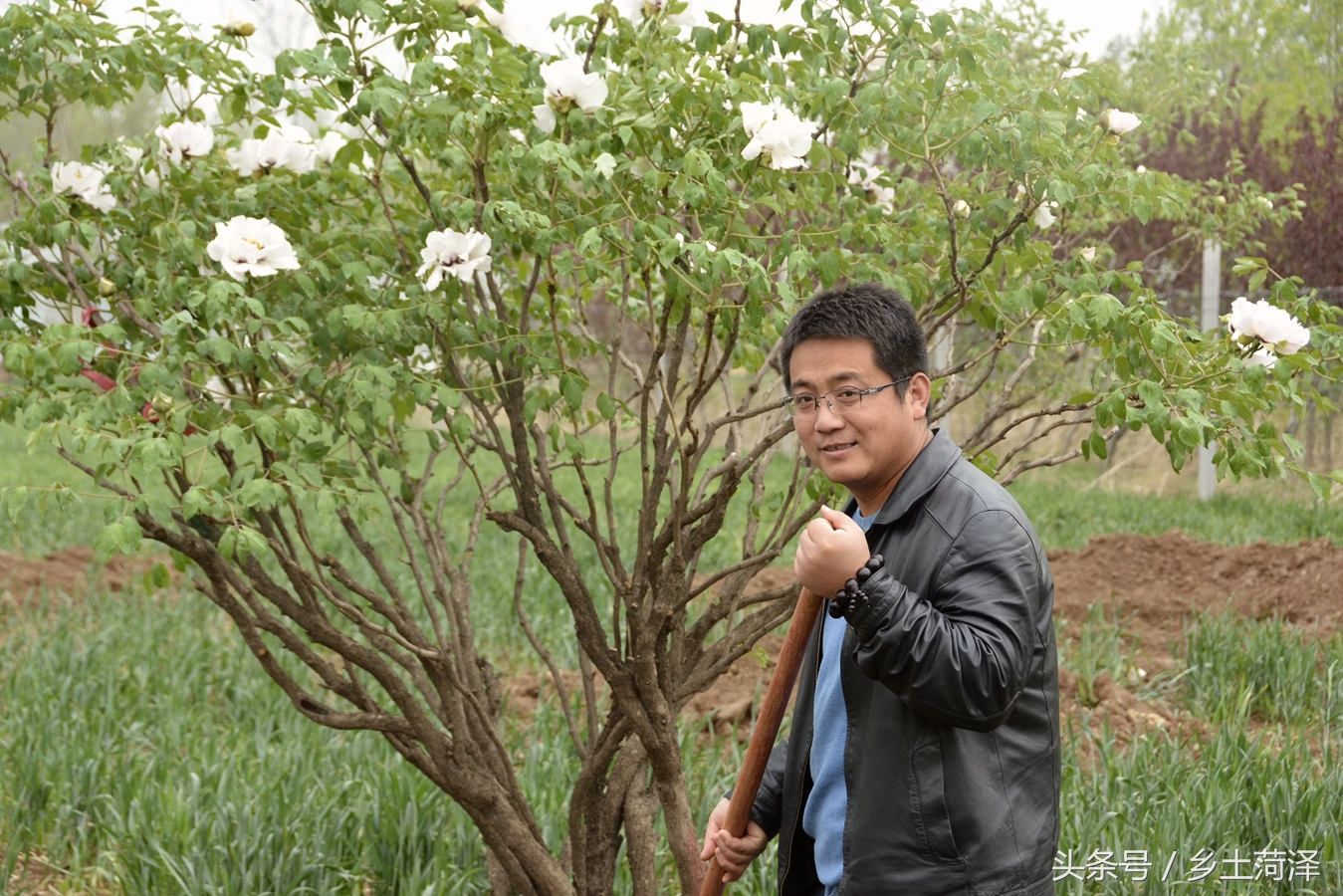 樊礼涛:钟情百年牡丹,让"牡丹王"扎根菏泽