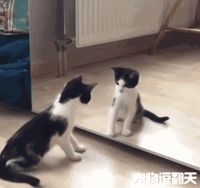 小萌猫照镜子,第一次看见自己镜像时,猫咪:喝!排山倒海!